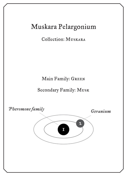 Muskara Pelargonium